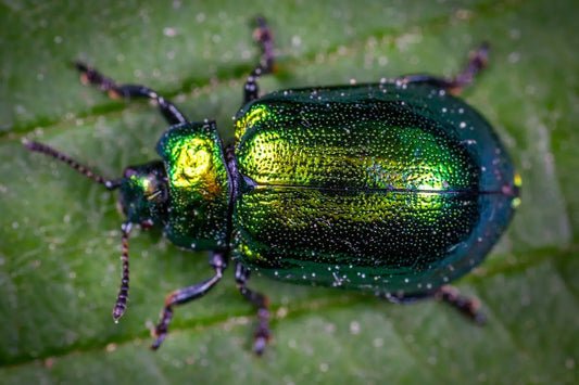 Can DIY Pest Control Be Safe for Pets and Children?