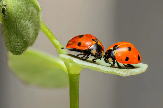 Seasonal Insect Control Strategies for Lasting Protection