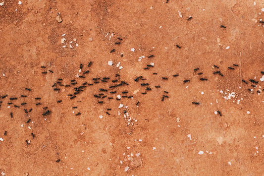 What Common Mistakes Should I Avoid in Pest Control DIY?