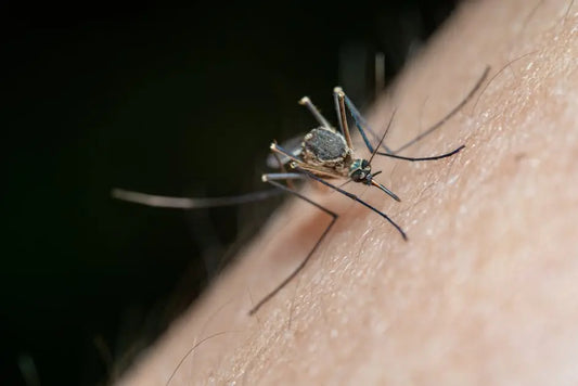 What Are the Best DIY Methods for Insect Control?