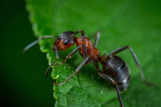 How Do I Start with DIY Pest Control Safely?