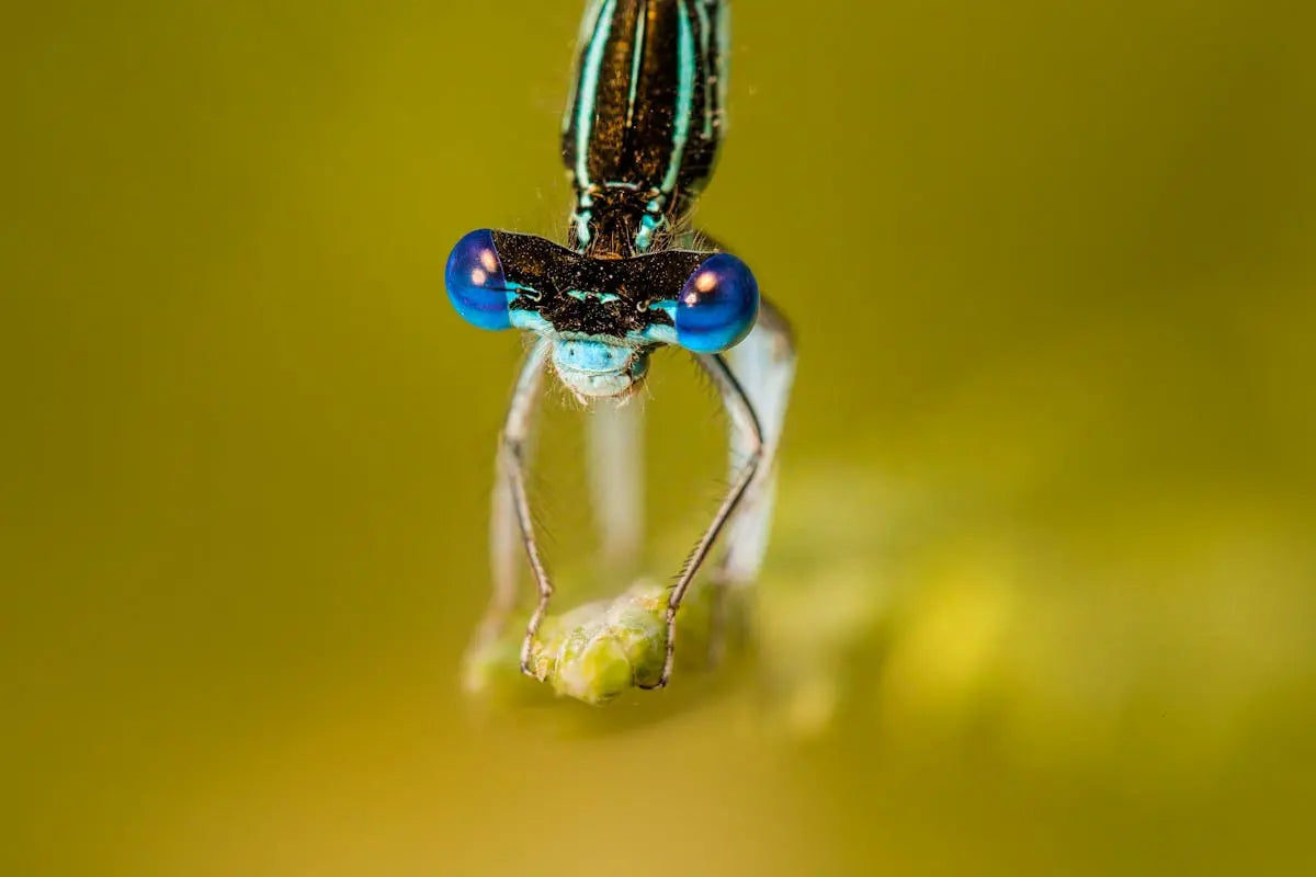 Your Go-To Guide for DIY Insect Control