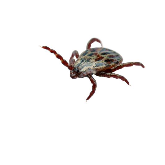 How Tick Extermination Benefits Your Pets and Family
