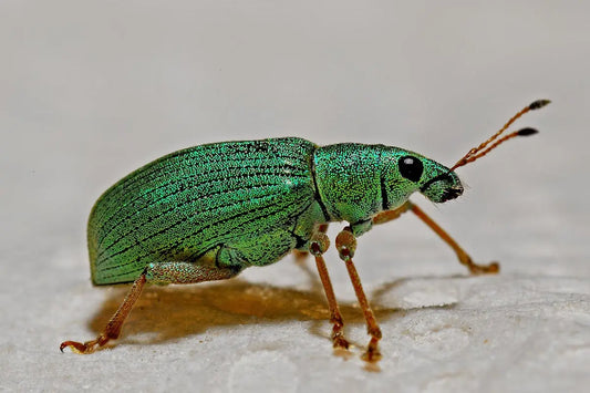 12 Reasons You Need Bug Repel Solutions in Every Season