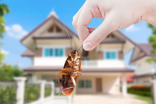 How to Pest Proof My House